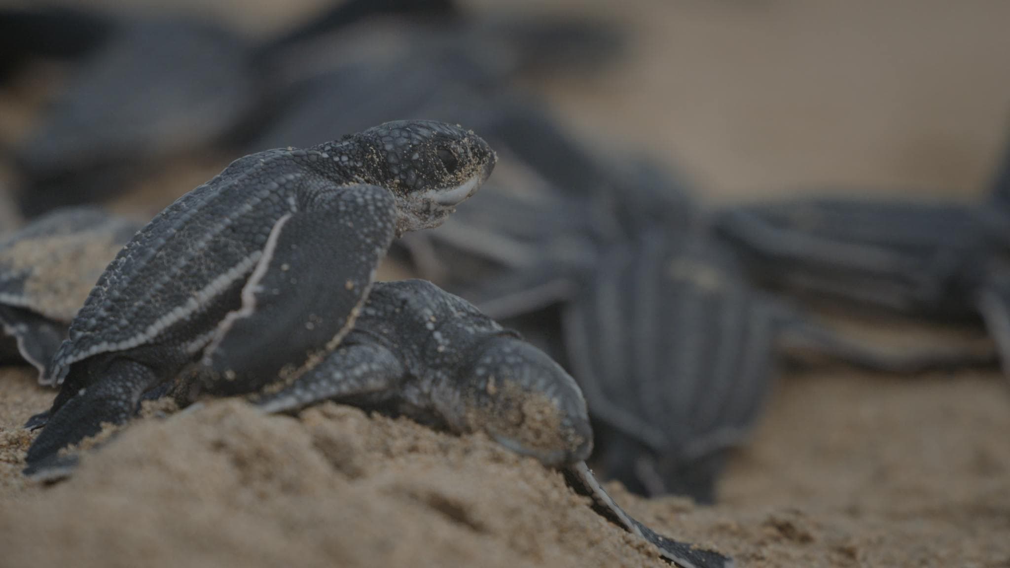 Tortugas marinas