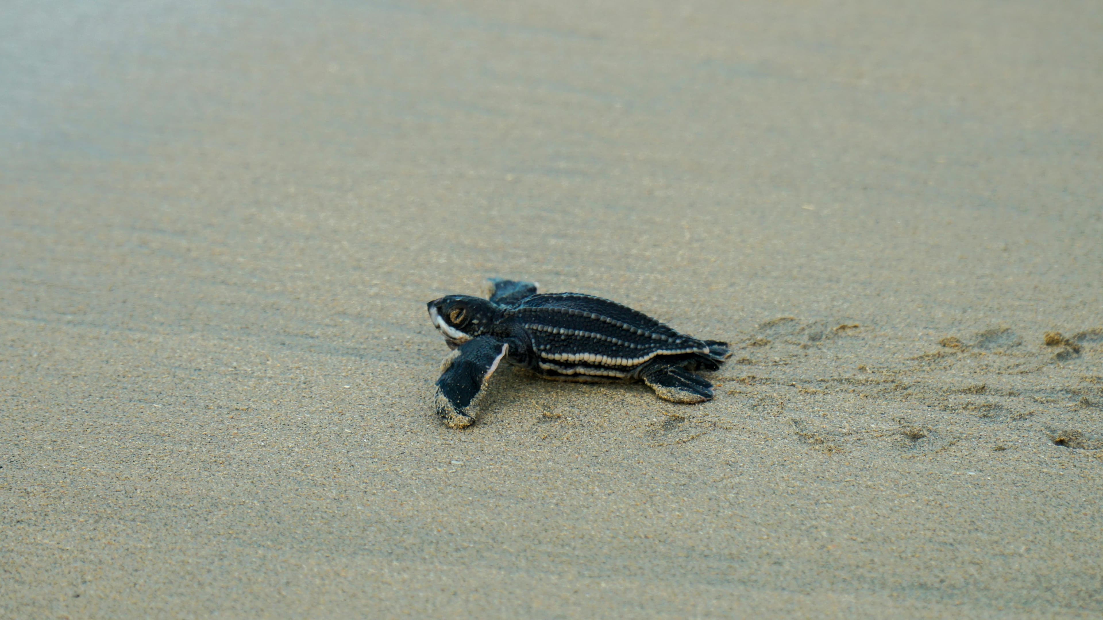 Tortugas marinas