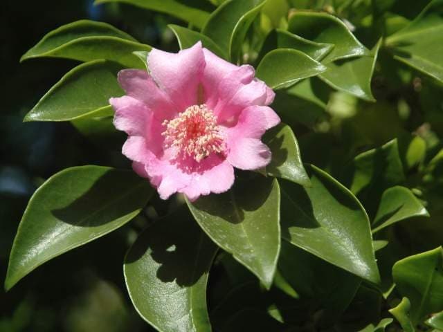 Bayahíbe Rose Garden