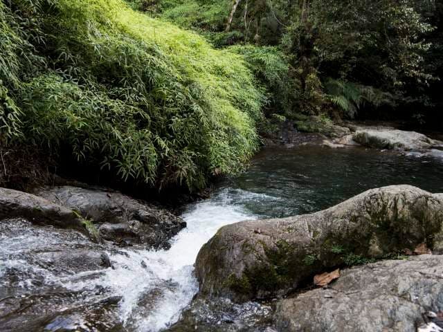 Ébano Verde Scientific Reserve
