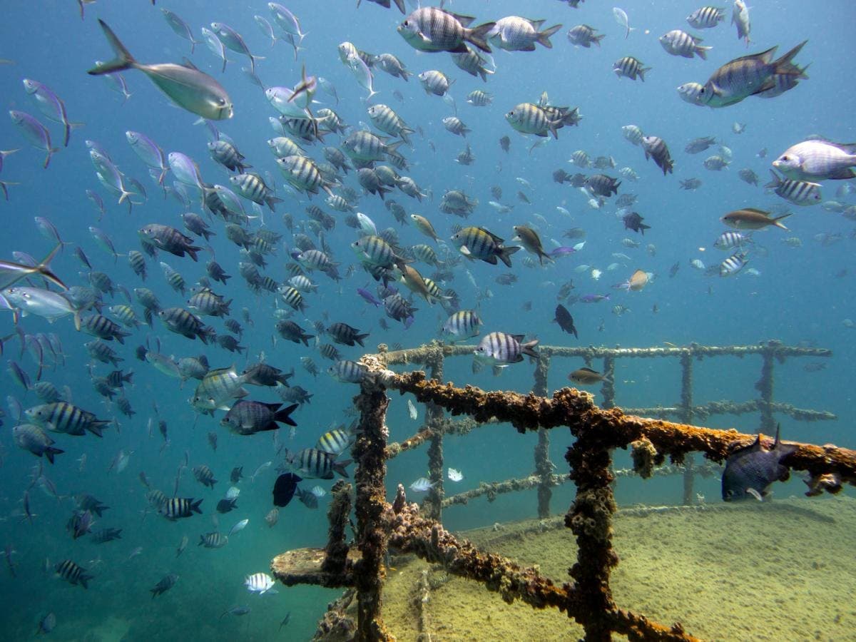 Atlantic Princess Shipwreck