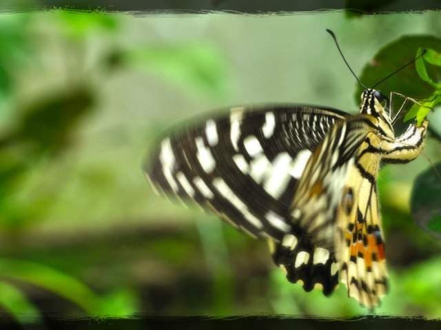 Butterflies of Jarabacoa