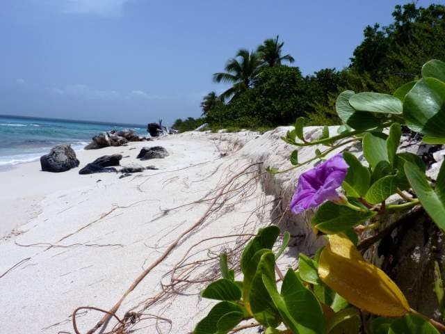 Isla Catalina