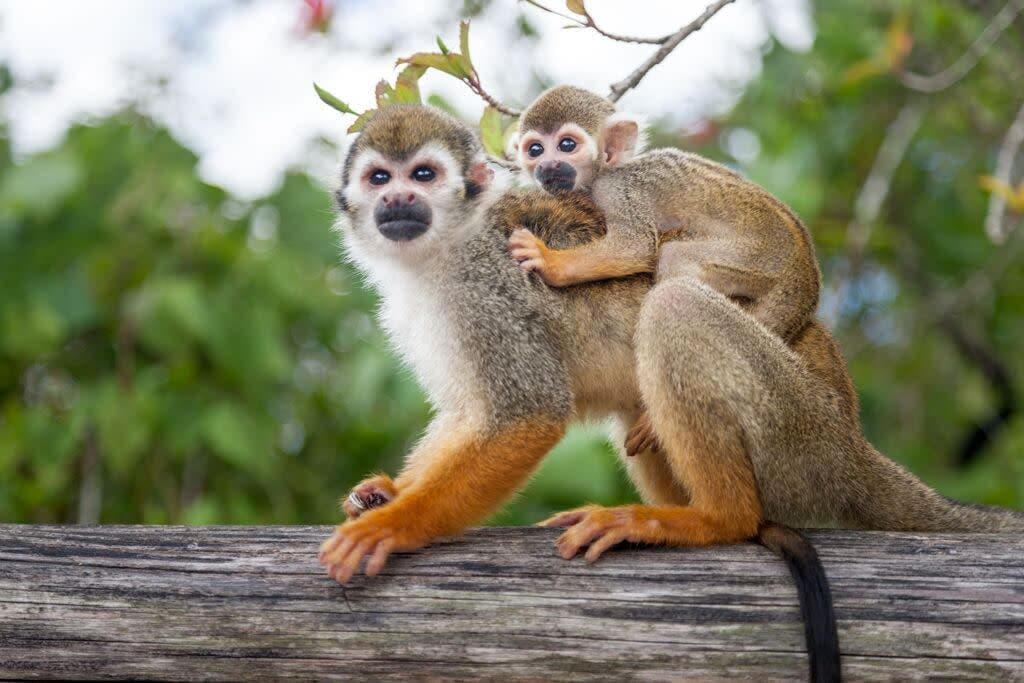 Monkeyland
