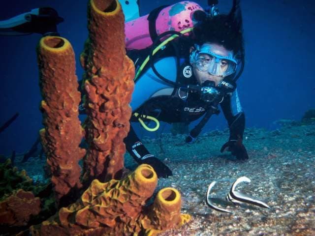 Parque Nacional Submarino La Caleta
