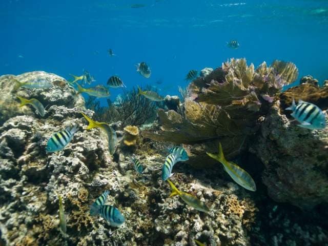 Cayo Arena (Diving)