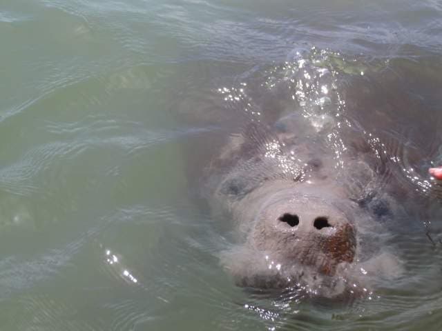 Estero Hondo Marine Mammal Sanctuary