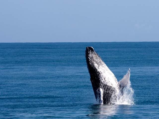 Marine Mammal Sanctuary