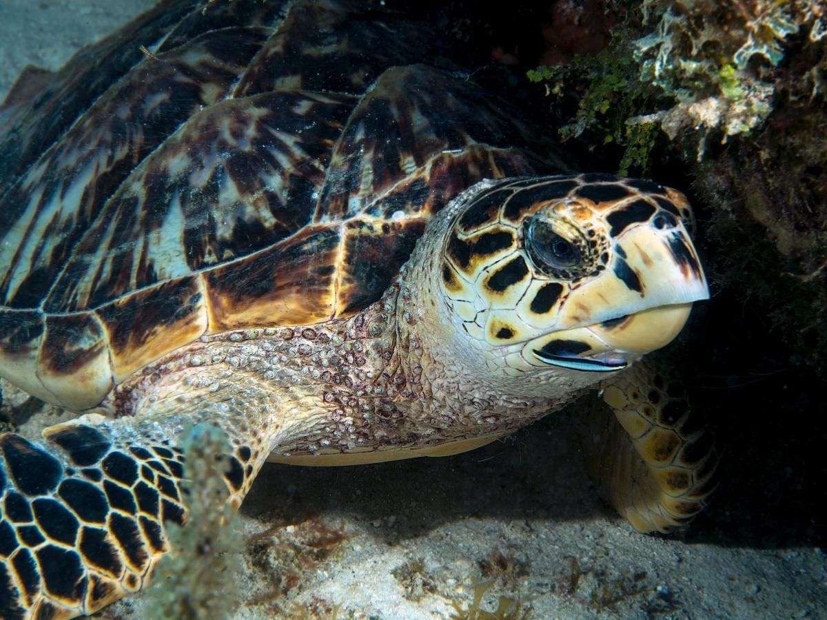 Scuba Diving in Pedernales