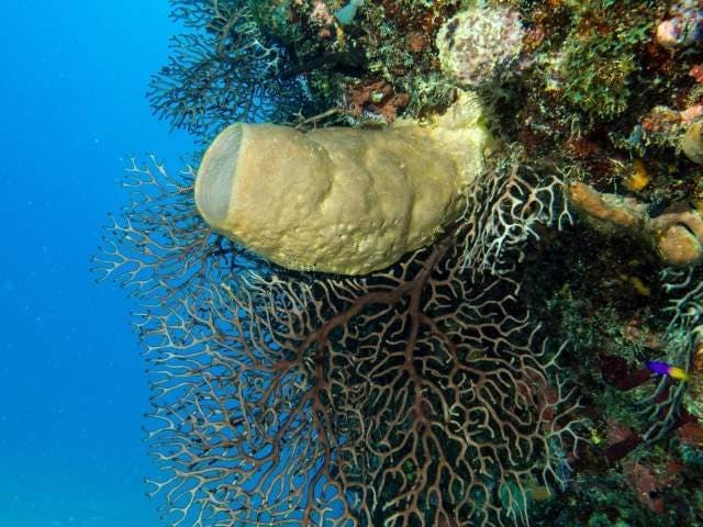 Scuba Diving in Pedernales