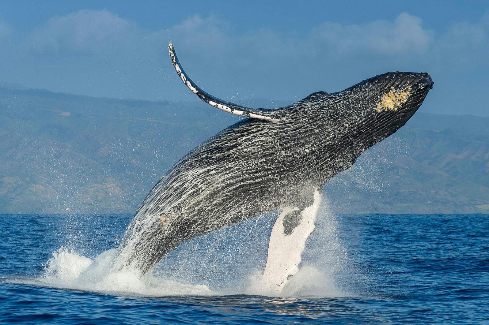 Humpback whales