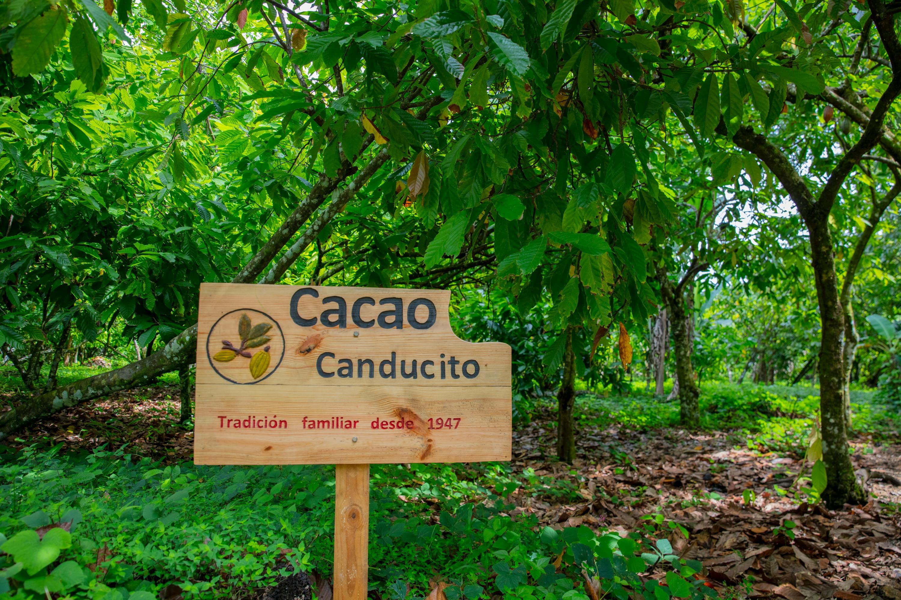 Canducito Cocoa Route