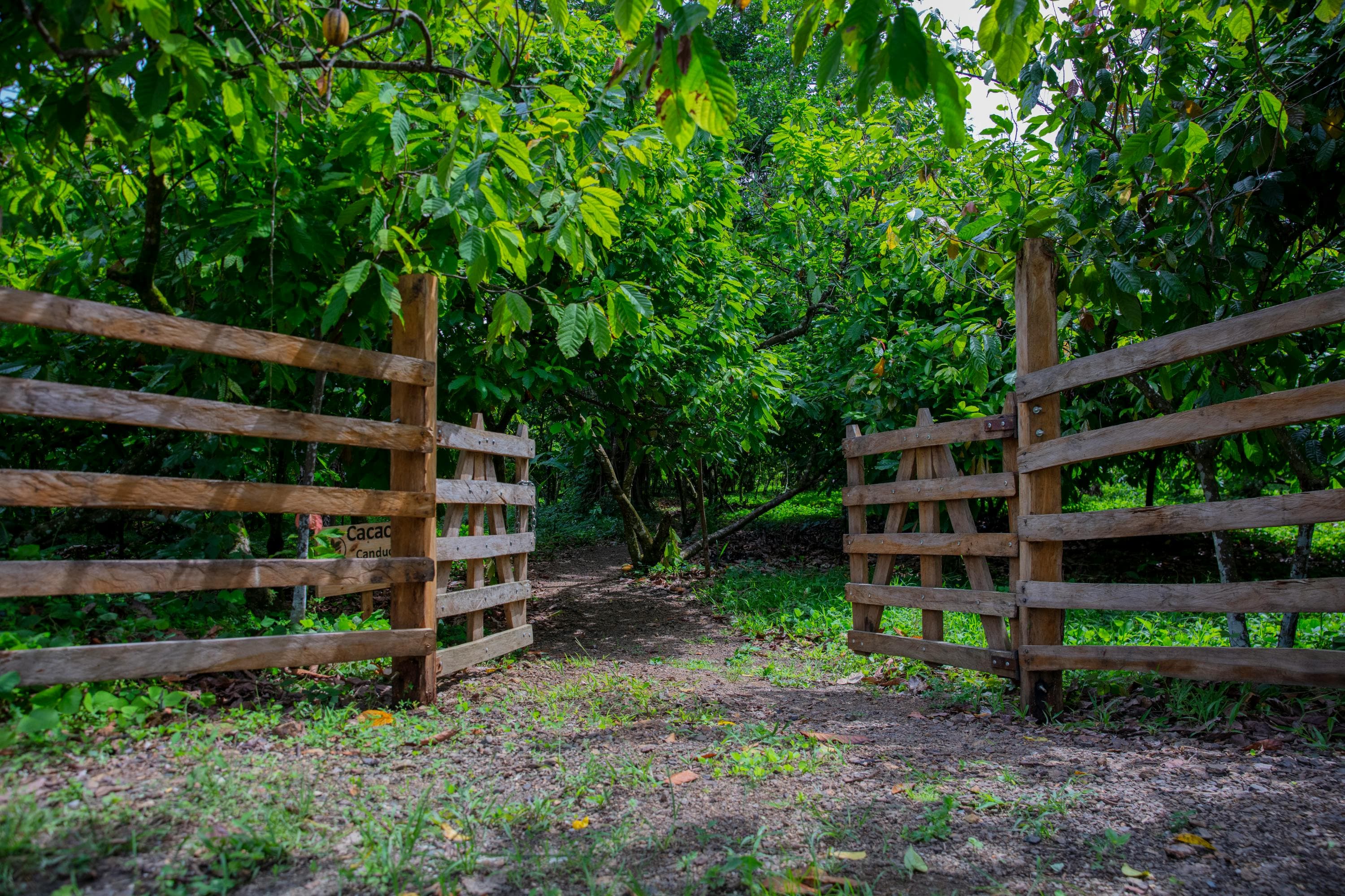 Canducito Cocoa Route
