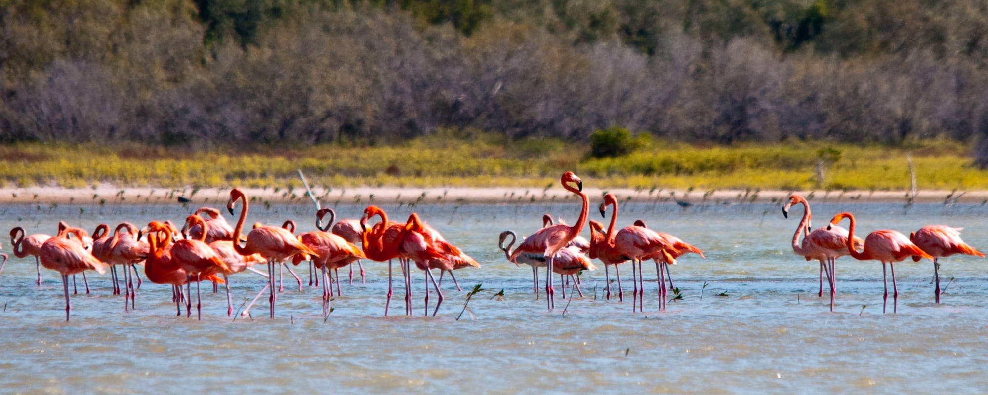 Pedernales