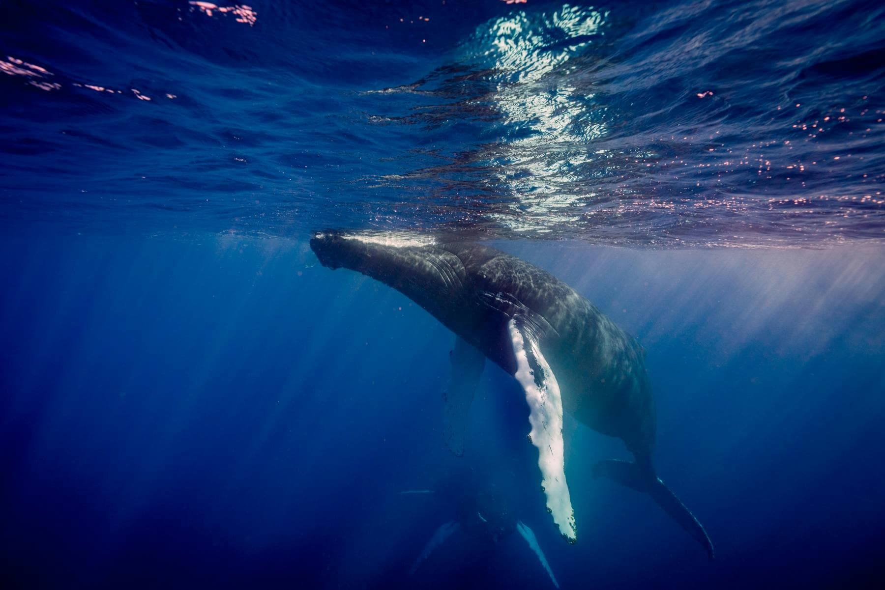Las Ballenas