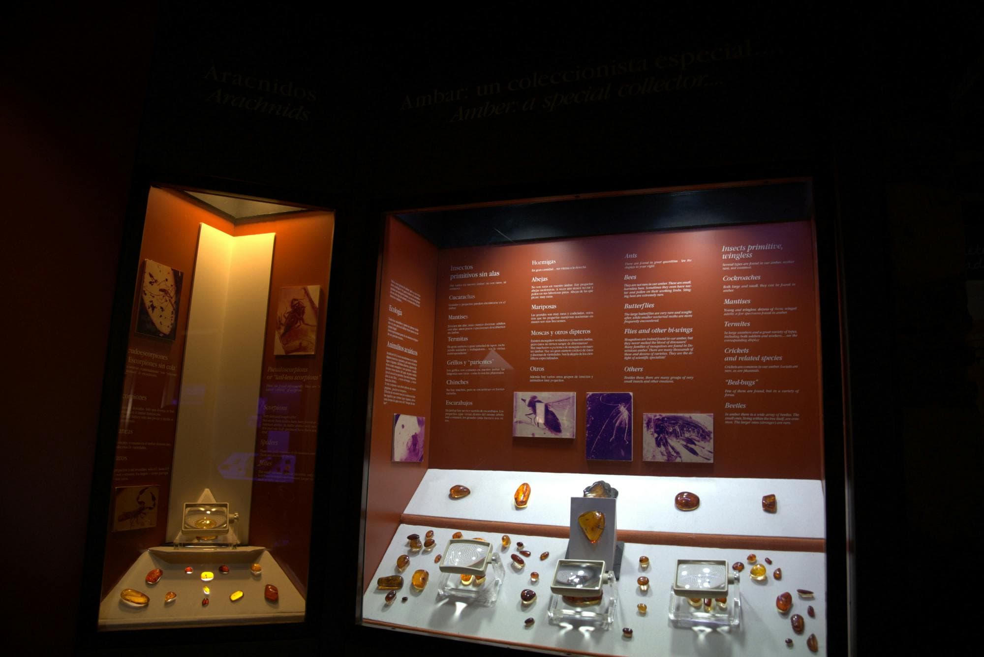 Museo Mundo del Ámbar